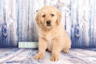 Golden Retriever Puppy for sale in NAPLES, FL, USA