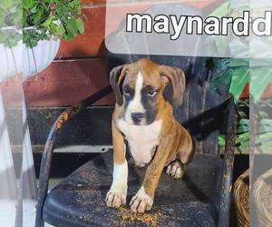 Boxer Puppy for sale in ARTHUR, IL, USA