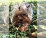 Small Photo #1 Yorkshire Terrier Puppy For Sale in SAVAGE, MN, USA