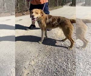 Ace - Male Mutt Dog for Adoption - Photo #2