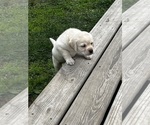 Small Photo #7 Labrador Retriever Puppy For Sale in BIRNAMWOOD, WI, USA