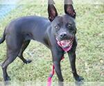 Small #1 Australian Kelpie-Schipperke Mix