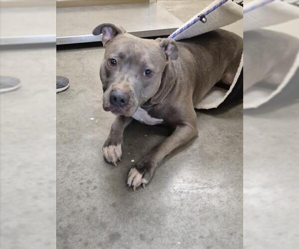 Medium Photo #1 Mutt Puppy For Sale in Texas City, TX, USA