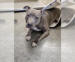 Mutt Dogs for adoption in Texas City, TX, USA