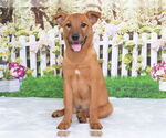 Small Labrador Retriever Mix