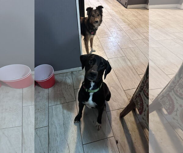 Medium Photo #6 Labrador Retriever-Unknown Mix Puppy For Sale in Wakefield, RI, USA