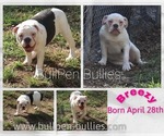 Small #3 Olde English Bulldogge