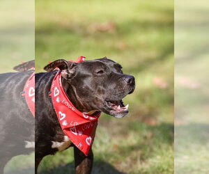 Thunder - Male Mutt Dog for Adoption - Photo #8