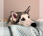 Small #1 Siberian Husky
