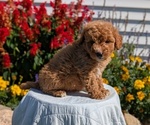 Puppy Nemo Goldendoodle (Miniature)