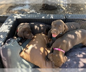 Labrador Retriever Puppy for sale in ATWATER, CA, USA