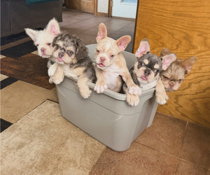 French Bulldog Litter for sale in IOWA COLONY, TX, USA