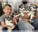 Small Photo #37 Siberian Husky Puppy For Sale in KANSAS CITY, MO, USA