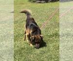Small #1 Australian Shepherd-German Shepherd Dog Mix