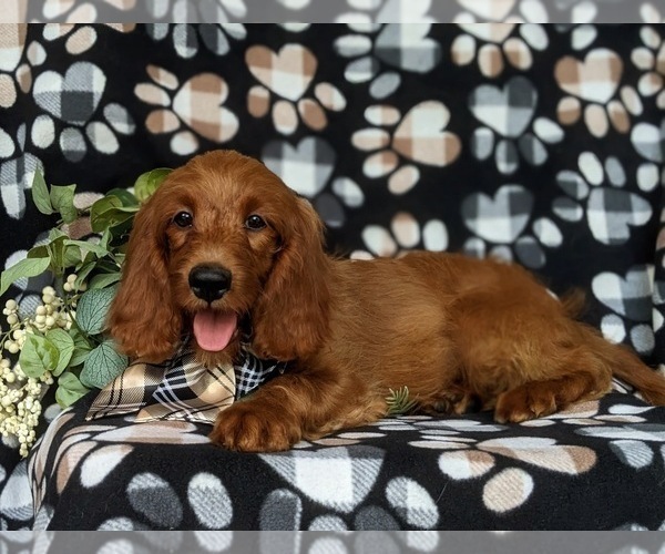 Medium Photo #4 Cavapoo Puppy For Sale in STEVENS, PA, USA