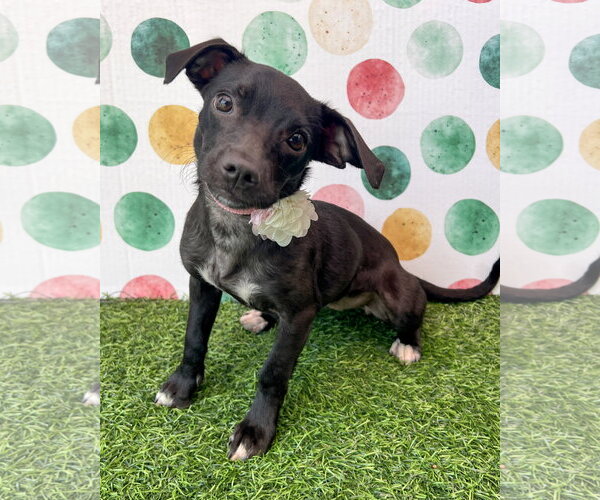 Medium Photo #1 Chiweenie Puppy For Sale in Corona, CA, USA