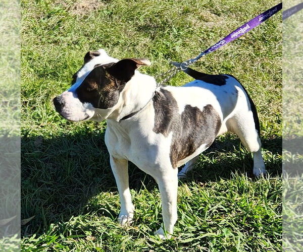 Medium Photo #2 American Pit Bull Terrier-Unknown Mix Puppy For Sale in Lafayette, LA, USA