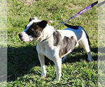 Small #1 American Pit Bull Terrier Mix