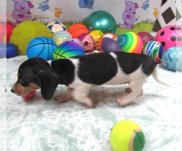 Medium Photo #4 Dachshund Puppy For Sale in RATTAN, OK, USA