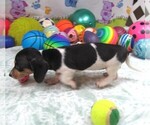 Small #3 Dachshund