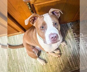 American Pit Bull Terrier Dogs for adoption in Louisville, KY, USA