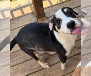Mutt Dogs for adoption in Wetumpka, AL, USA