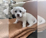 Small #2 Shih Tzu Mix