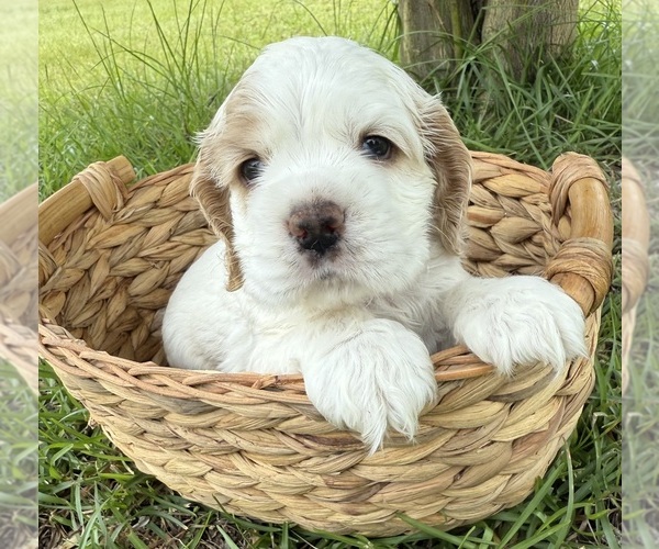 Medium Photo #3 Cocker Spaniel Puppy For Sale in ALFORD, FL, USA
