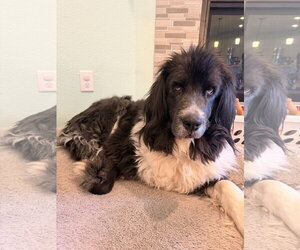 Sheba - Female Mutt Dog for Adoption - Photo #3