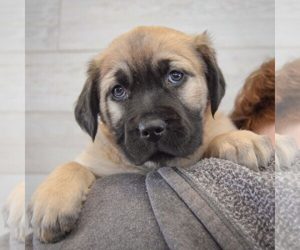 Medium Photo #3 Colonial Cocker Spaniel-German Shepherd Dog Mix Puppy For Sale in Huntley, IL, USA