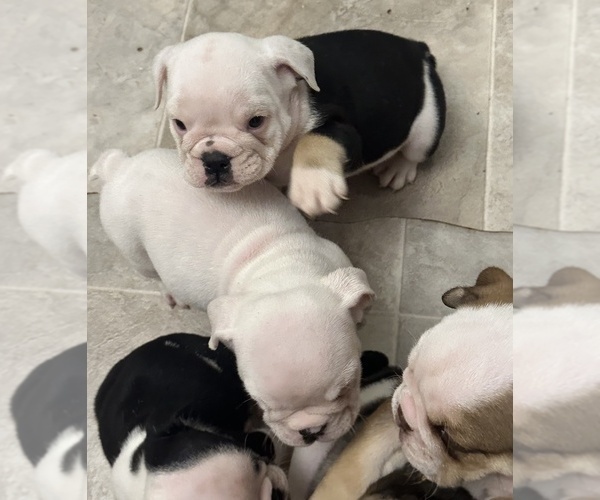 Medium Photo #9 English Bulldog Puppy For Sale in WEEKI WACHEE, FL, USA