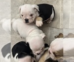 Small Photo #10 English Bulldog Puppy For Sale in WEEKI WACHEE, FL, USA