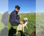 Small Photo #9 Labrador Retriever-Unknown Mix Puppy For Sale in Chico, CA, USA