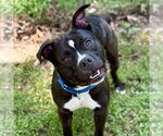 Small #2 American Pit Bull Terrier Mix