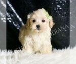 Small Photo #18 Maltipoo (Miniature) Puppy For Sale in WARSAW, IN, USA