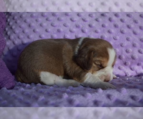 Medium Photo #9 Beagle Puppy For Sale in REASNOR, IA, USA
