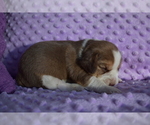 Small Photo #9 Beagle Puppy For Sale in REASNOR, IA, USA