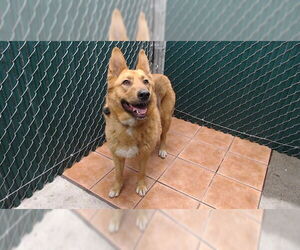 German Shepherd Dog Dogs for adoption in Downey, CA, USA