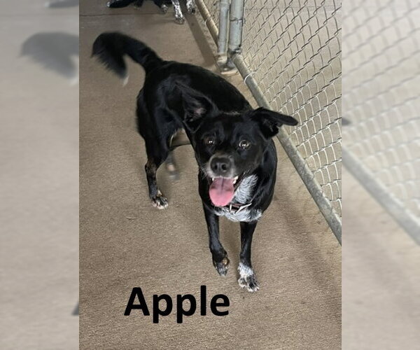 Medium Photo #2 Border Kelpie Puppy For Sale in Mountain View, AR, USA