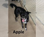 Small #1 Border Kelpie