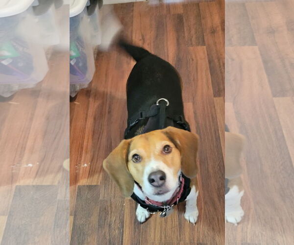 Medium Photo #8 Beagle Puppy For Sale in Las Vegas, NV, USA