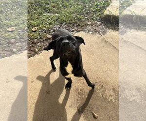 Olivia - Female Mutt Dog for Adoption - Photo #6