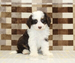 Bernedoodle (Miniature) Puppy for sale in DENVER, PA, USA