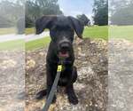 Clark - Male Golden Retriever-Unknown Mix Dog for Adoption - Small photo
