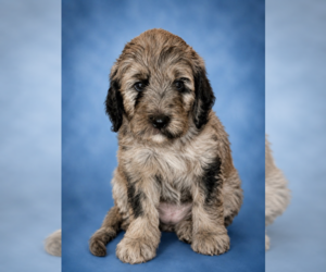 Medium Goldendoodle