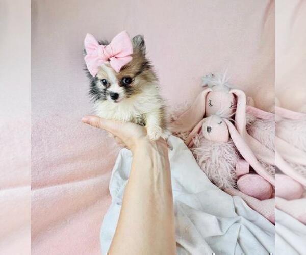 Medium Photo #4 Pomeranian Puppy For Sale in PEMBROKE PINES, FL, USA