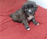 Small Photo #2 Bullmastiff Puppy For Sale in GRANTSBURG, WI, USA