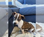 Small #1 Mutt