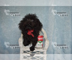 Small #12 Poodle (Toy)