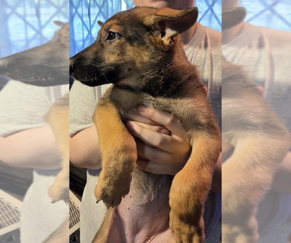 Medium Photo #2 German Shepherd Dog Puppy For Sale in FORT WORTH, TX, USA